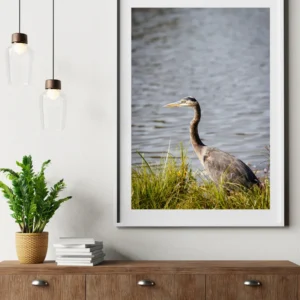 Grand héron les pattes dans l'eau
