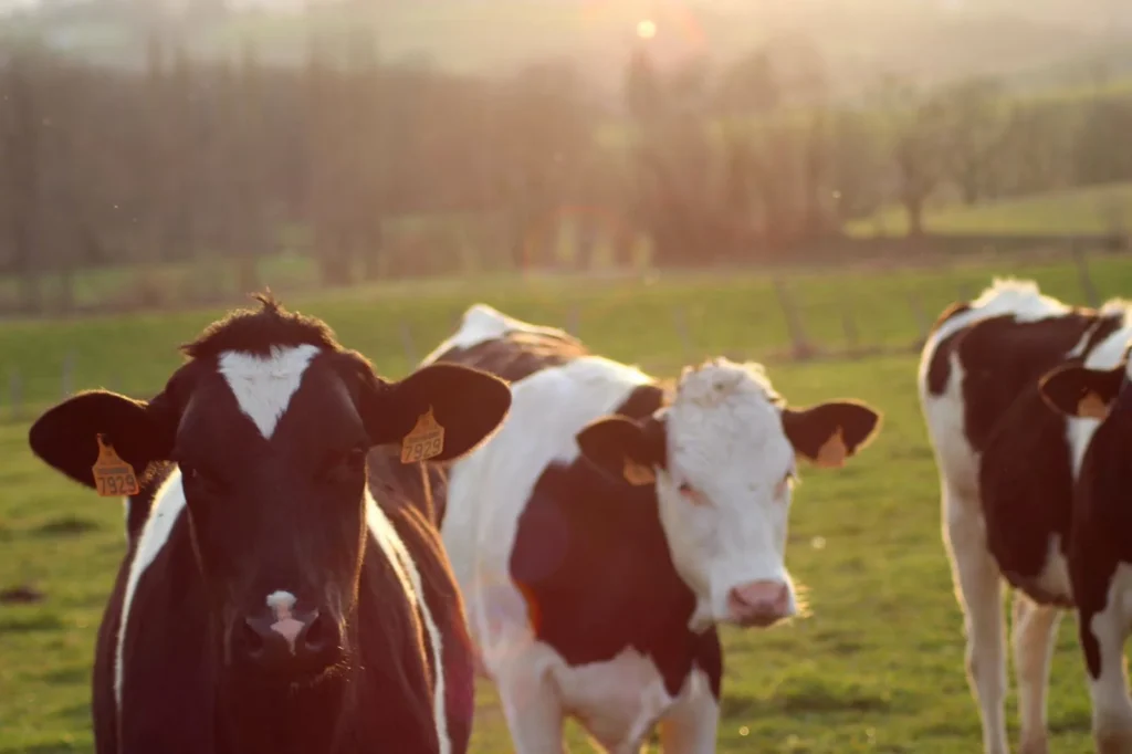 plusieurs vaches dans leur pré regardent l'objectif
