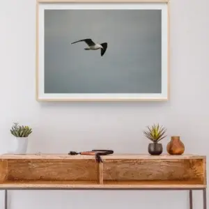 Vol de mouette